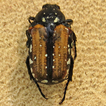 Elaphinis latecostata